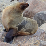 Een zeehond in Cape Cross<br/>Copyright © JTravel.nl Een zeehond in Cape Cross / Copyright © JTravel.nl