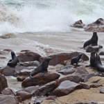 Zeehonden in Cape Cross<br/>Copyright © JTravel.nl Zeehonden in Cape Cross / Copyright © JTravel.nl