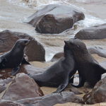 Zeehonden in Cape Cross<br/>Copyright © JTravel.nl Zeehonden in Cape Cross / Copyright © JTravel.nl