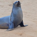 Een zeehond in Cape Cross<br/>Copyright © JTravel.nl Een zeehond in Cape Cross / Copyright © JTravel.nl