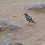 Een steenloper in Cape Cross<br/>Copyright © JTravel.nl Een steenloper in Cape Cross / Copyright © JTravel.nl