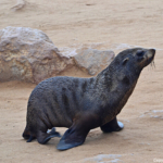 Een zeehond in Cape Cross<br/>Copyright © JTravel.nl Een zeehond in Cape Cross / Copyright © JTravel.nl
