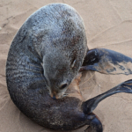 Een zeehond in Cape Cross<br/>Copyright © JTravel.nl Een zeehond in Cape Cross / Copyright © JTravel.nl