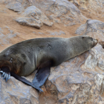 Een zeehond in Cape Cross<br/>Copyright © JTravel.nl Een zeehond in Cape Cross / Copyright © JTravel.nl