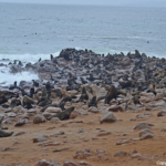 Zeehonden in Cape Cross<br/>Copyright © JTravel.nl Zeehonden in Cape Cross / Copyright © JTravel.nl