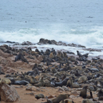 Zeehonden in Cape Cross<br/>Copyright © JTravel.nl Zeehonden in Cape Cross / Copyright © JTravel.nl