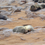 Zeehonden in Cape Cross<br/>Copyright © JTravel.nl Zeehonden in Cape Cross / Copyright © JTravel.nl