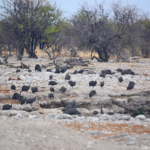 Helmparelhoenders in Etosha National Park<br/>Copyright © JTravel.nl Helmparelhoenders in Etosha National Park / Copyright © JTravel.nl