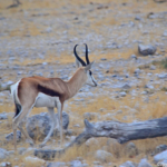 Een springbok in Etosha National Park<br/>Copyright © JTravel.nl Een springbok in Etosha National Park / Copyright © JTravel.nl