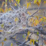 Een spinnerag in Etosha National Park<br/>Copyright © JTravel.nl Een spinnerag in Etosha National Park / Copyright © JTravel.nl