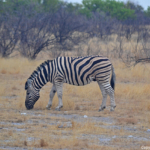 Een zebra in Etosha National Park<br/>Copyright © JTravel.nl Een zebra in Etosha National Park / Copyright © JTravel.nl