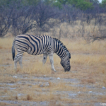 Een zebra in Etosha National Park<br/>Copyright © JTravel.nl Een zebra in Etosha National Park / Copyright © JTravel.nl
