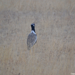 Een trapvogel in Etosha National Park<br/>Copyright © JTravel.nl Een trapvogel in Etosha National Park / Copyright © JTravel.nl