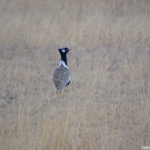 Een trapvogel in Etosha National Park<br/>Copyright © JTravel.nl Een trapvogel in Etosha National Park / Copyright © JTravel.nl
