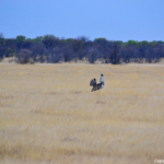 Een secretarisvogel in Etosha National Park<br/>Copyright © JTravel.nl Een secretarisvogel in Etosha National Park / Copyright © JTravel.nl