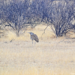 Een koritrap in Etosha National Park<br/>Copyright © JTravel.nl Een koritrap in Etosha National Park / Copyright © JTravel.nl