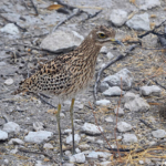 Een korhaan in Etosha National Park<br/>Copyright © JTravel.nl Een korhaan in Etosha National Park / Copyright © JTravel.nl