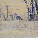 Een koritrap in Etosha National Park<br/>Copyright © JTravel.nl Een koritrap in Etosha National Park / Copyright © JTravel.nl