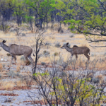 Kudu's in Etosha National Park<br/>Copyright © JTravel.nl Kudu's in Etosha National Park / Copyright © JTravel.nl