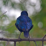 Een roodschouderglansspreeuw in Etosha National Park<br/>Copyright © JTravel.nl Een roodschouderglansspreeuw in Etosha National Park / Copyright © JTravel.nl