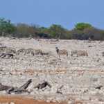 Zebra's in Etosha National Park<br/>Copyright © JTravel.nl Zebra's in Etosha National Park / Copyright © JTravel.nl