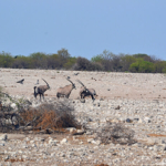 Gemsbokken in Etosha National Park<br/>Copyright © JTravel.nl Gemsbokken in Etosha National Park / Copyright © JTravel.nl