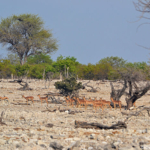 Springbokken en impala's in Etosha National Park<br/>Copyright © JTravel.nl Springbokken en impala's in Etosha National Park / Copyright © JTravel.nl