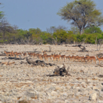 Impala's in Etosha National Park<br/>Copyright © JTravel.nl Impala's in Etosha National Park / Copyright © JTravel.nl