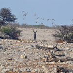 Een kudu in Etosha National Park<br/>Copyright © JTravel.nl Een kudu in Etosha National Park / Copyright © JTravel.nl