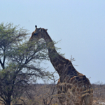 Een giraffe in Etosha National Park<br/>Copyright © JTravel.nl Een giraffe in Etosha National Park / Copyright © JTravel.nl