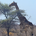 Een giraffe in Etosha National Park<br/>Copyright © JTravel.nl Een giraffe in Etosha National Park / Copyright © JTravel.nl