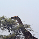 Een giraffe in Etosha National Park<br/>Copyright © JTravel.nl Een giraffe in Etosha National Park / Copyright © JTravel.nl