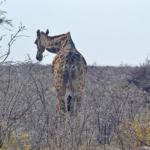 Een giraffe in Etosha National Park<br/>Copyright © JTravel.nl Een giraffe in Etosha National Park / Copyright © JTravel.nl
