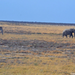 Olifanten in Etosha National Park<br/>Copyright © JTravel.nl Olifanten in Etosha National Park / Copyright © JTravel.nl