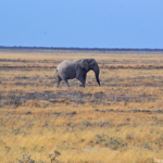 Een olifant in Etosha National Park<br/>Copyright © JTravel.nl Een olifant in Etosha National Park / Copyright © JTravel.nl