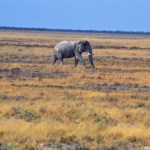 Een olifant in Etosha National Park<br/>Copyright © JTravel.nl Een olifant in Etosha National Park / Copyright © JTravel.nl