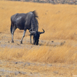 Een gnoe in Etosha National Park<br/>Copyright © JTravel.nl Een gnoe in Etosha National Park / Copyright © JTravel.nl