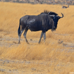 Een gnoe in Etosha National Park<br/>Copyright © JTravel.nl Een gnoe in Etosha National Park / Copyright © JTravel.nl