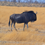 Een gnoe in Etosha National Park<br/>Copyright © JTravel.nl Een gnoe in Etosha National Park / Copyright © JTravel.nl