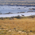 Een zadelrugjakhals in Etosha National Park<br/>Copyright © JTravel.nl Een zadelrugjakhals in Etosha National Park / Copyright © JTravel.nl