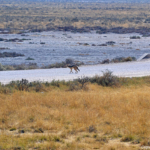 Een zadelrugjakhals in Etosha National Park<br/>Copyright © JTravel.nl Een zadelrugjakhals in Etosha National Park / Copyright © JTravel.nl