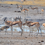 Springbokken en een koritrap in Etosha National Park<br/>Copyright © JTravel.nl Springbokken en een koritrap in Etosha National Park / Copyright © JTravel.nl