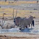 Gemsbokken en spingbokken in Etosha National Park<br/>Copyright © JTravel.nl Gemsbokken en spingbokken in Etosha National Park / Copyright © JTravel.nl