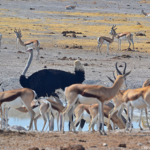 Een struisvogel en spingbokken in Etosha National Park<br/>Copyright © JTravel.nl Een struisvogel en spingbokken in Etosha National Park / Copyright © JTravel.nl