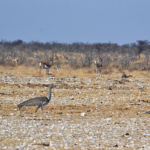 Een koritrap in Etosha National Park<br/>Copyright © JTravel.nl Een koritrap in Etosha National Park / Copyright © JTravel.nl