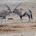 Gemsbokken in Etosha National Park<br>Copyright © JTravel.nl Gemsbokken in Etosha National Park / Copyright © JTravel.nl