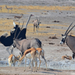 Springbokken, gemsbokken en een struisvogel in Etosha National Park<br>Copyright © JTravel.nl Springbokken, gemsbokken en een struisvogel in Etosha National Park / Copyright © JTravel.nl