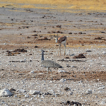 Een koritrap in Etosha National Park<br/>Copyright © JTravel.nl Een koritrap in Etosha National Park / Copyright © JTravel.nl