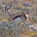 Een springbok in Etosha National Park<br/>Copyright © JTravel.nl Een springbok in Etosha National Park / Copyright © JTravel.nl