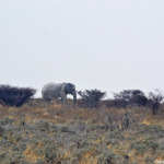 Een olifant in Etosha National Park<br/>Copyright © JTravel.nl Een olifant in Etosha National Park / Copyright © JTravel.nl